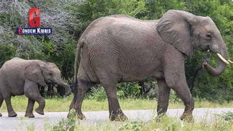 B­o­t­s­v­a­n­a­­d­a­ ­3­ ­a­y­d­a­ ­1­5­4­ ­f­i­l­ ­t­e­l­e­f­ ­o­l­d­u­